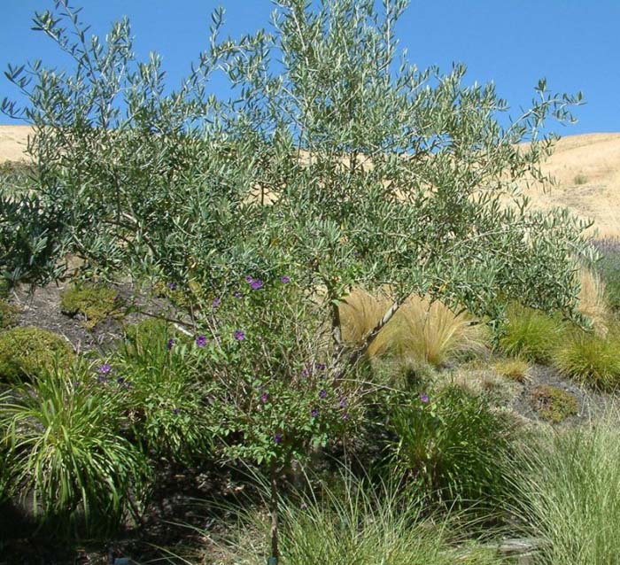 Plant photo of: Olea europaea 'Swan Hill'
