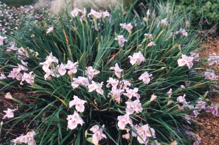 Pacific Coast Irises