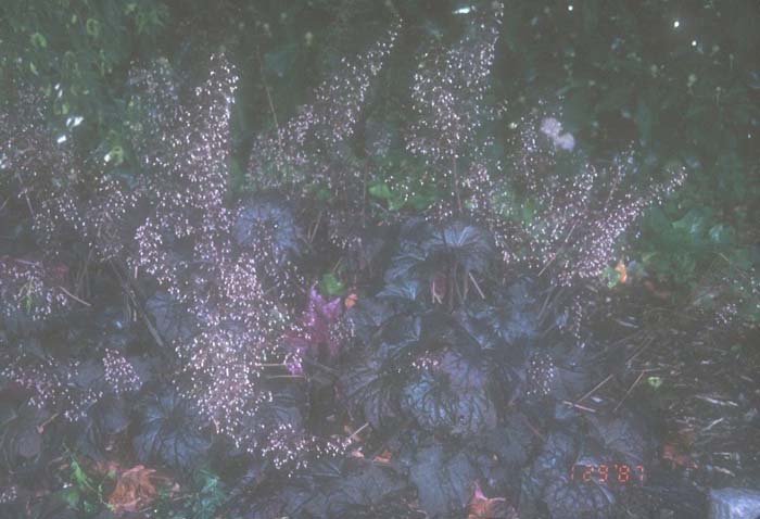 Plant photo of: Heuchera micrantha