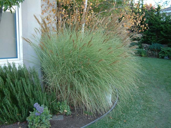 Plant photo of: Miscanthus sinensis 'Morning Light'