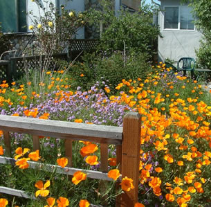 Golden Garden