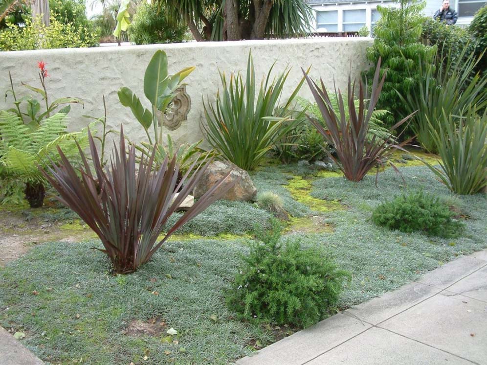 Phormium and Friends