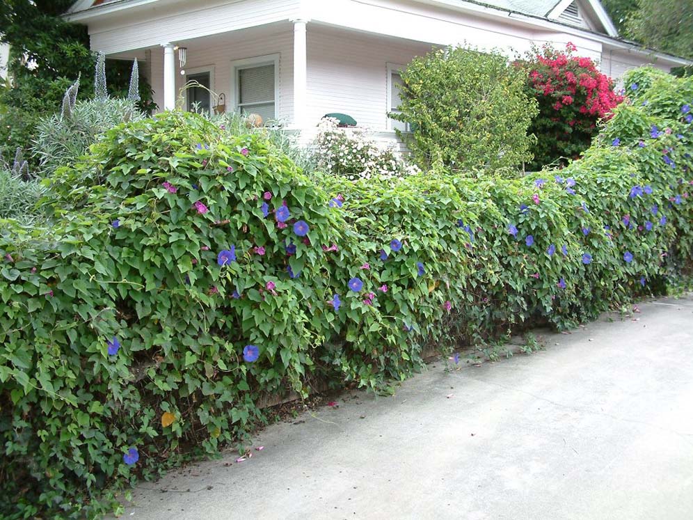 Morninglory Vine Display