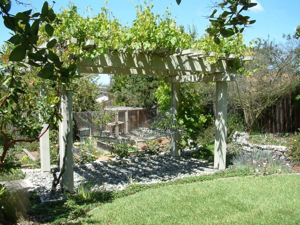 Arbor and Rogers Red Grape Vine