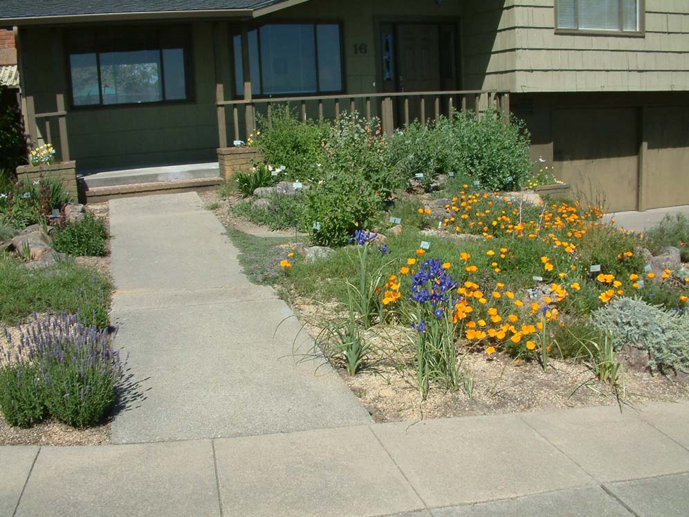 Sun Splashed Garden