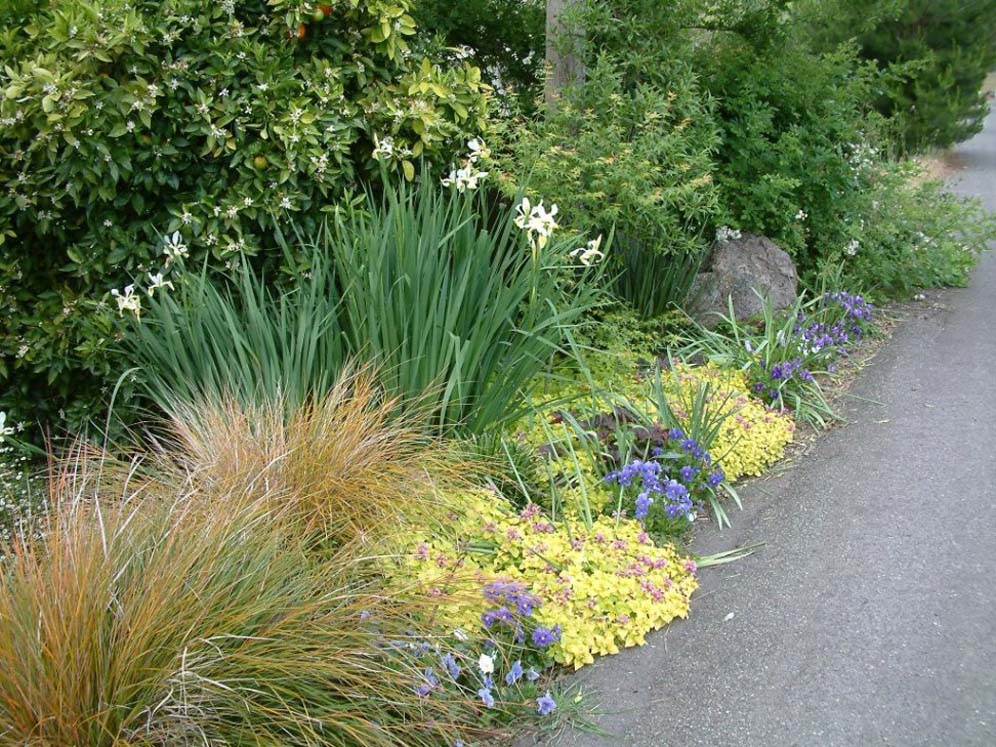 Rural Road Planting