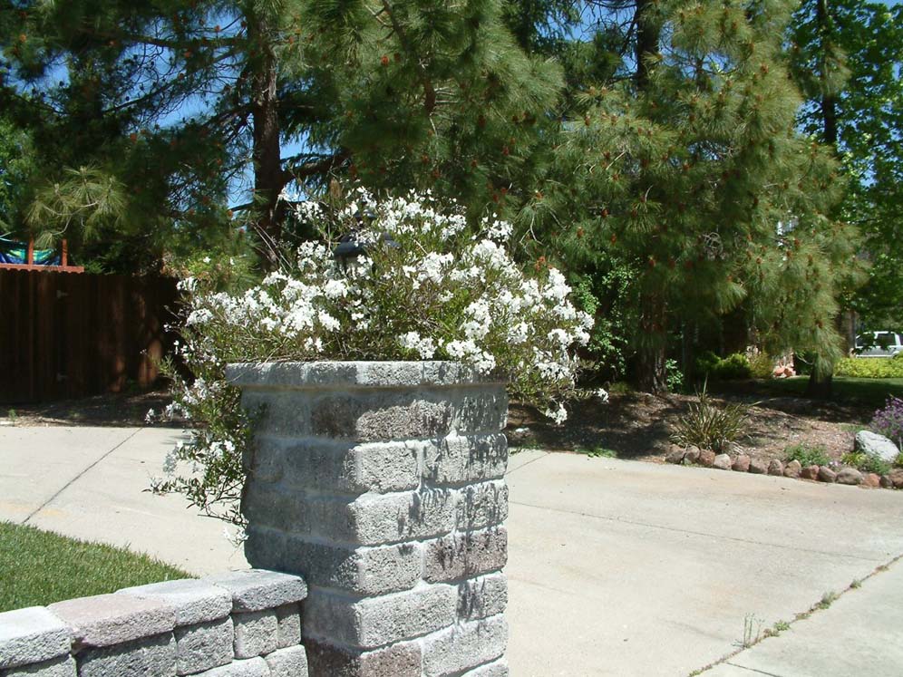 Flower-Topped Column