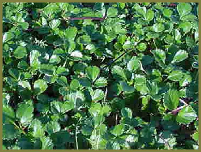 Plant photo of: Fragaria chiloensis 'Green Pastures'