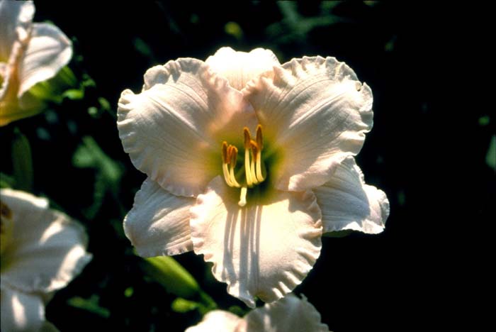 Hemerocallis 'Lullaby Baby'