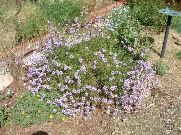 Plant photo of: Verbena lilacina 'De La Mina'