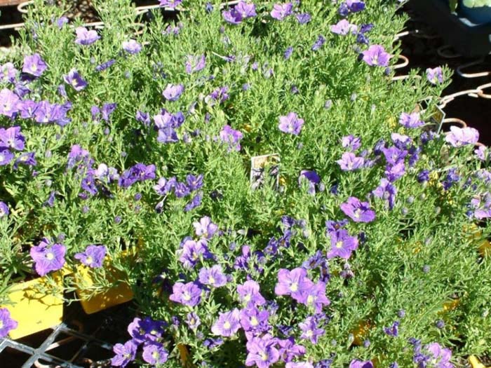 Nierembergia caerulea 'Purple Robe'