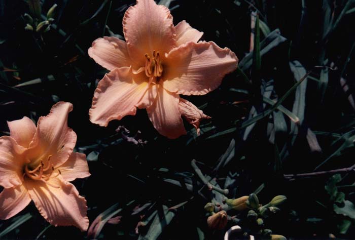 Delicate Treasure Day Lily