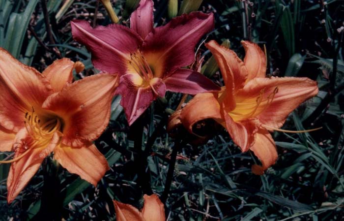 Orange Crush Day Lily