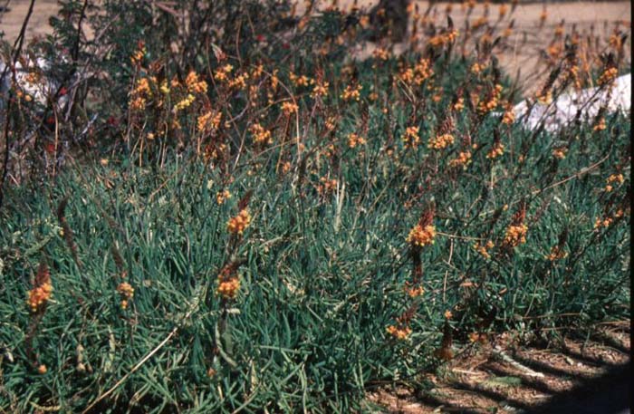 Plant photo of: Bulbine frutescens 'Hallmark'