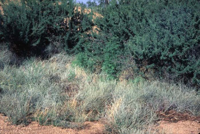 Plant photo of: Eriogonum wrightii