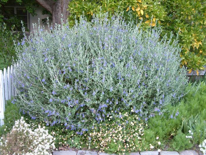 Plant photo of: Leucophyllum frutescens 'Rain Cloud'