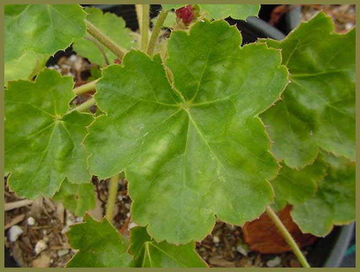 Plant photo of: Heuchera 'Santa Ana Cardinal'