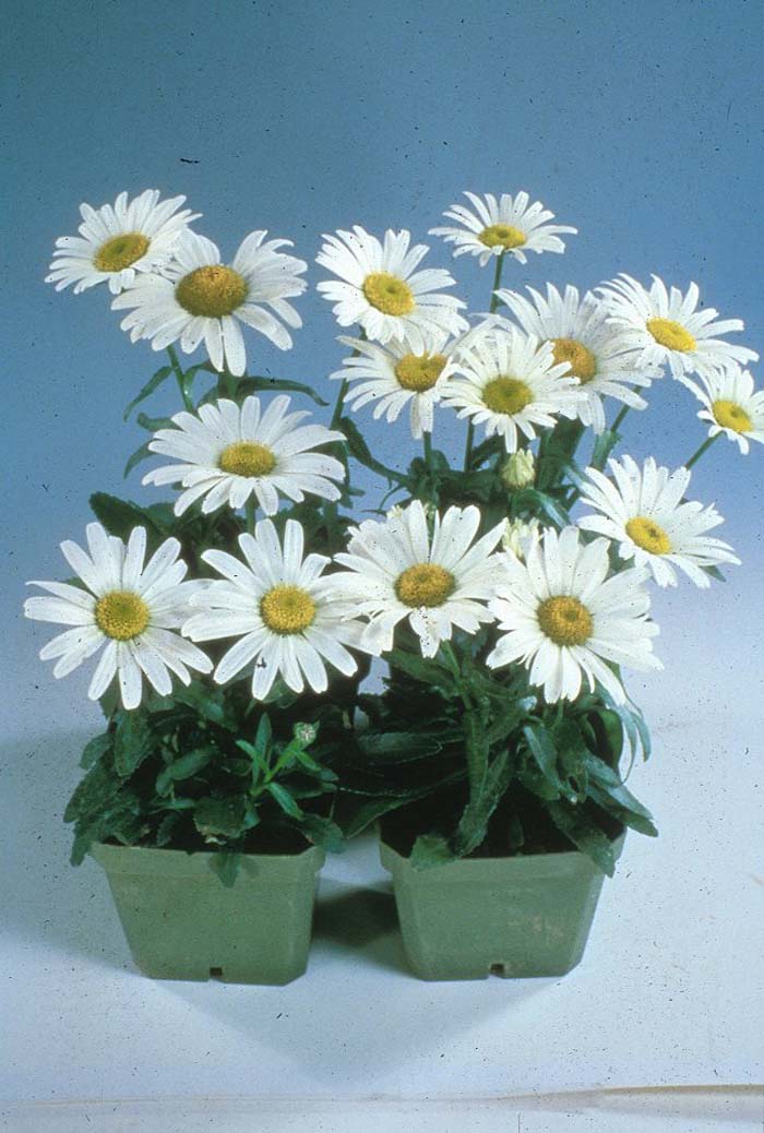 Plant photo of: Chrysanthemum frutescens 'Silver Leaf'