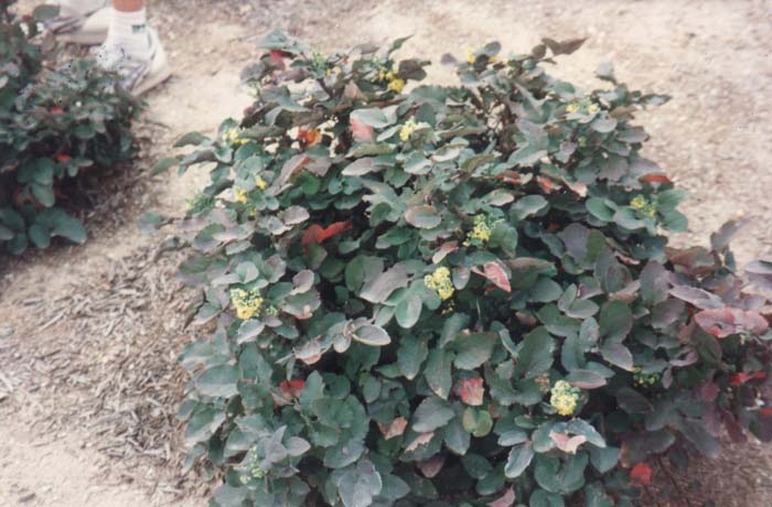 Creeping Mahonia