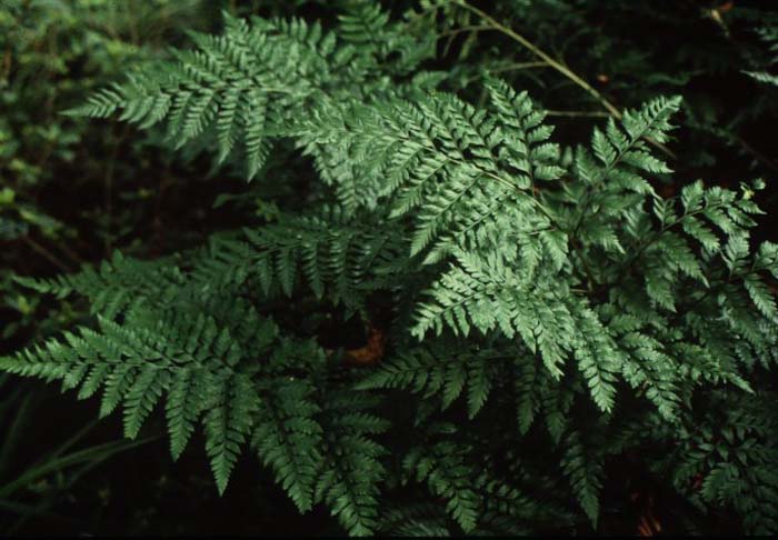 Leather Leaf Fern