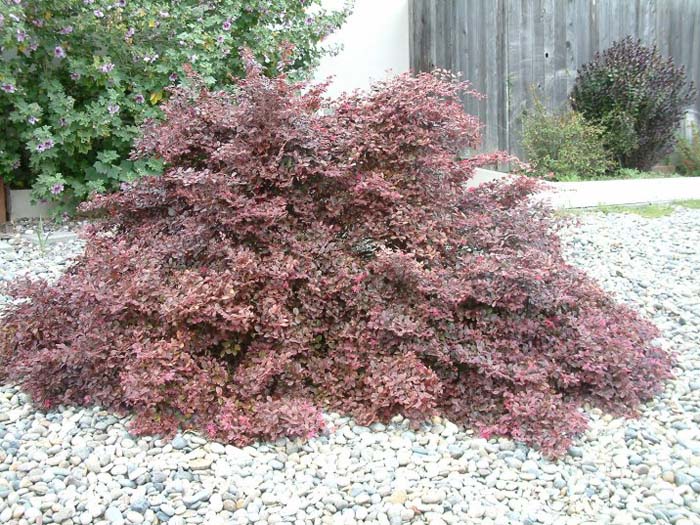 Loropetalum chinese 'Rubrum'