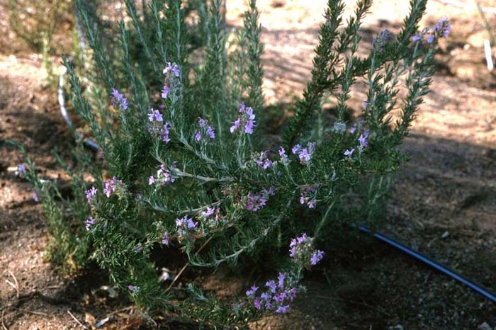 Plant photo of: Rosmarinus officinalis 'Majorica  Pink'