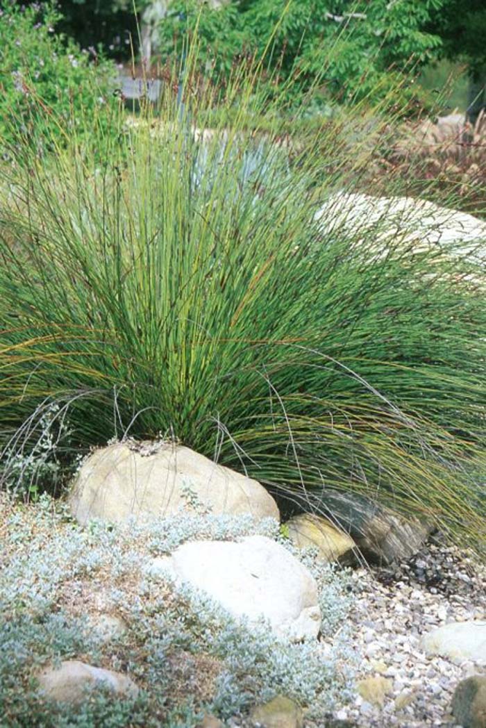 Plant photo of: Chondropetalum tectorum