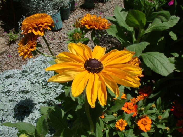 Indian Summer Gloriosa Daisy