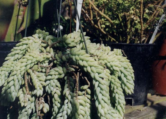 Crassula argentea 'Crosby'