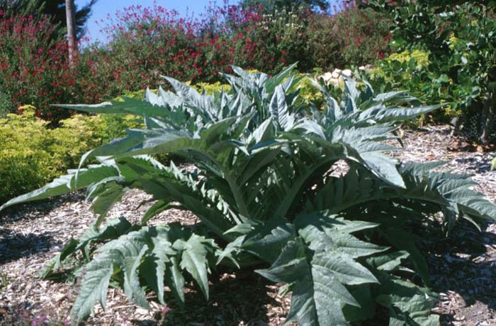 Plant photo of: Cynara scolymus