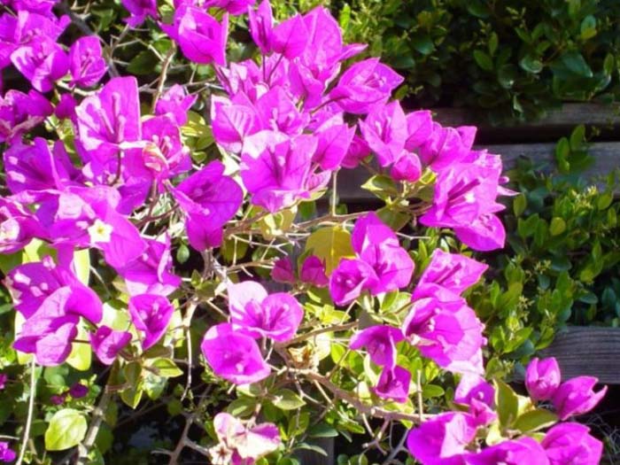 Bougainvillea spectabilis cv.