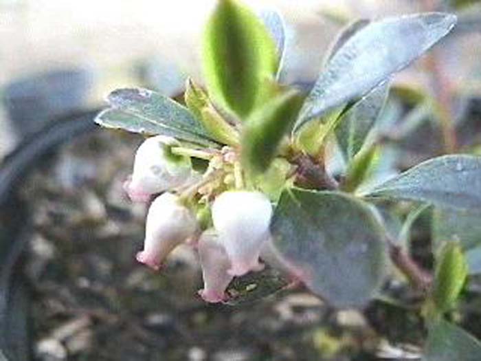 Arctostaphylos uva-ursi 'Point Reyes'