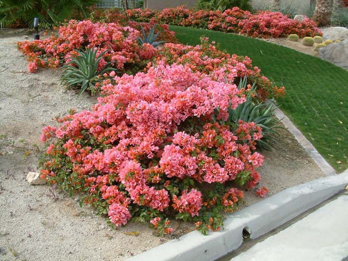 Rosenka Bougainvillea