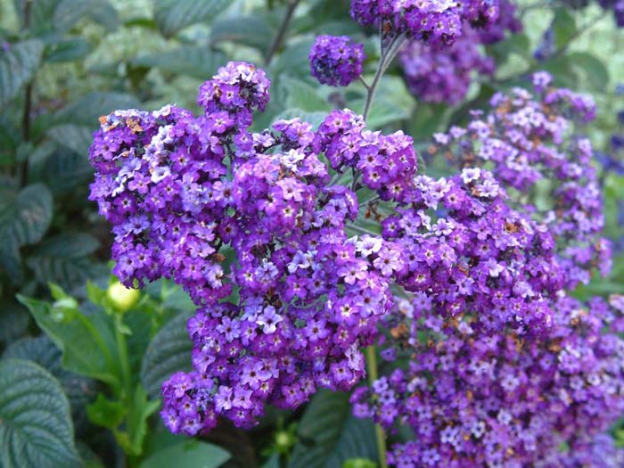 Heliotrope