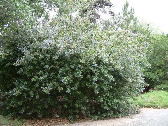 Ceanothus 'Joyce Coulter'