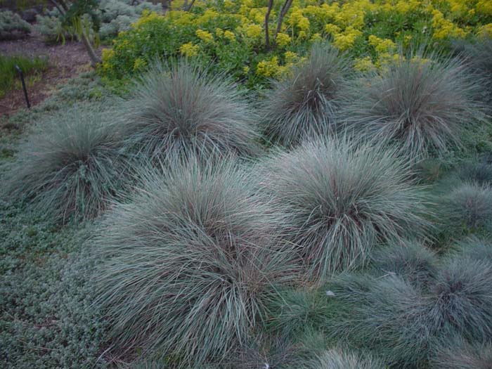 Festuca  glauca