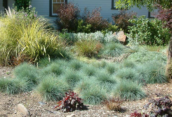 Plant photo of: Festuca  glauca