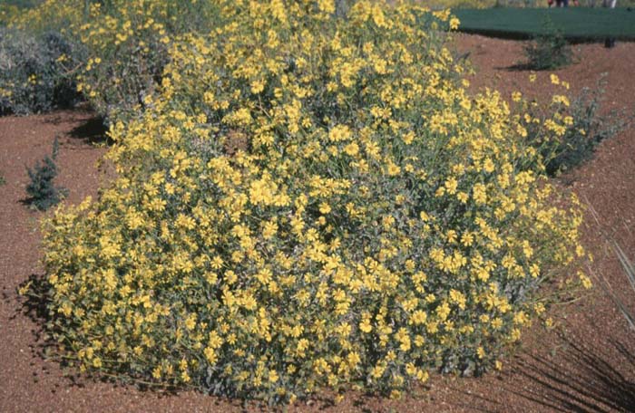 Plant photo of: Encelia farinosa