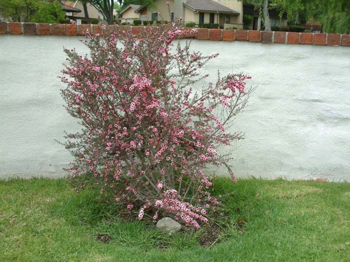 Plant photo of: Leptospermum scoparium 'Helene Strybing'