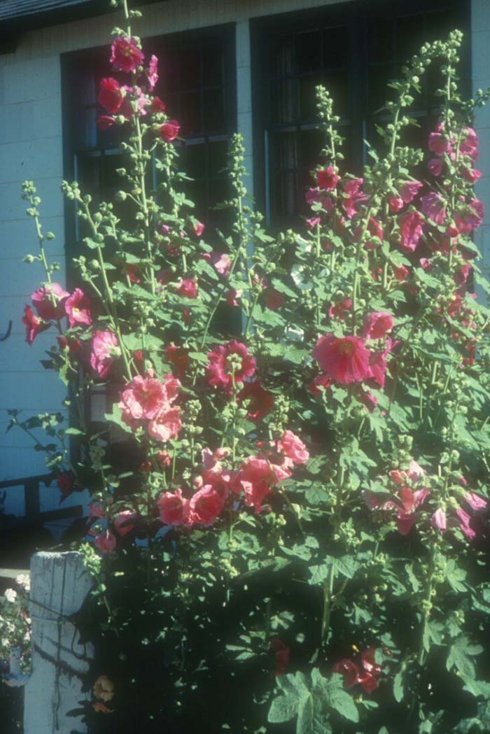 Alcea rosea