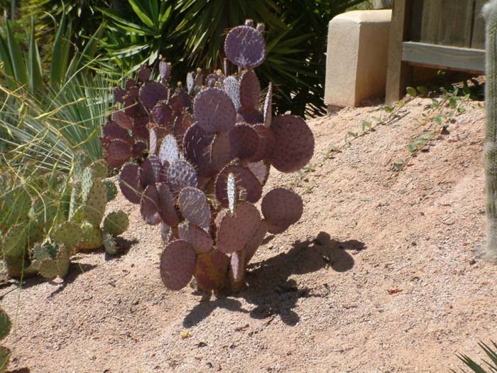 Plant photo of: Opuntia macrocentra violacea