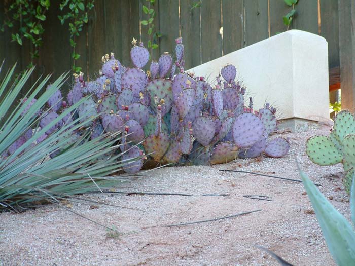 Plant photo of: Opuntia macrocentra violacea