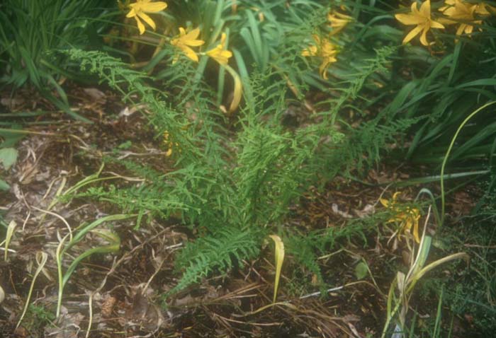 Lady Fern