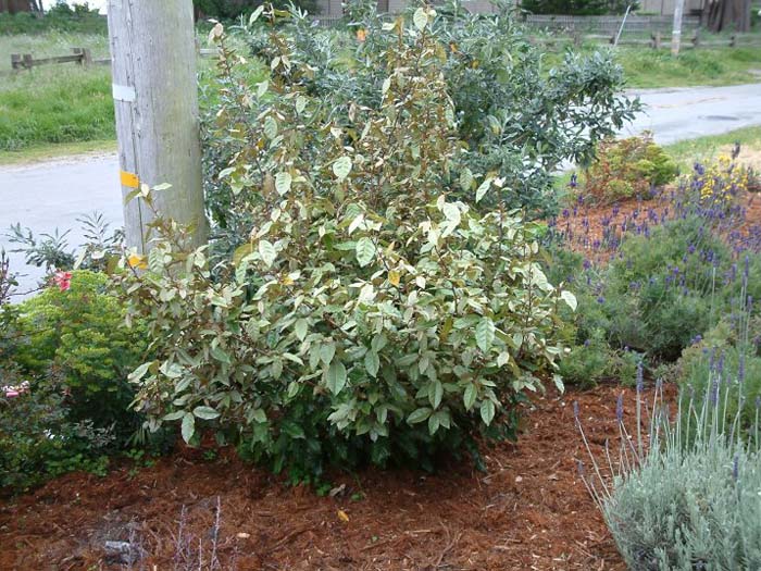 Elaeagnus pungens 'Fruitlandii'