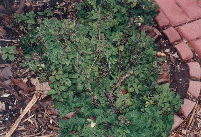 Lemon Balm