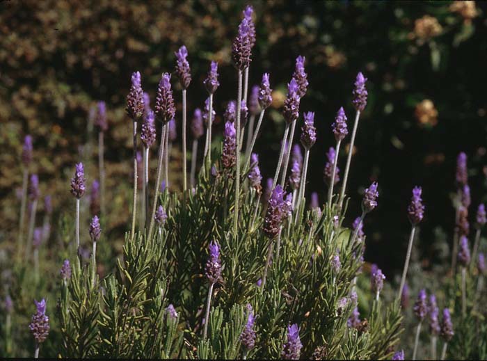 Lavandula dentata