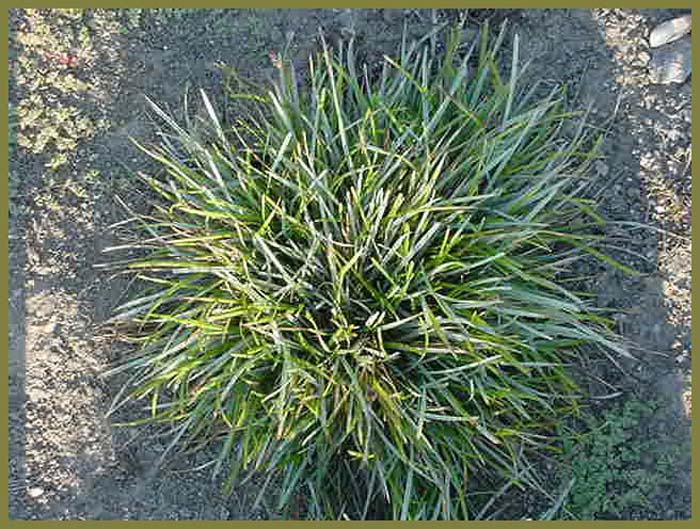 Blue Moor Grass