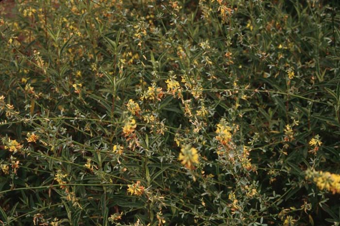 Deerweed