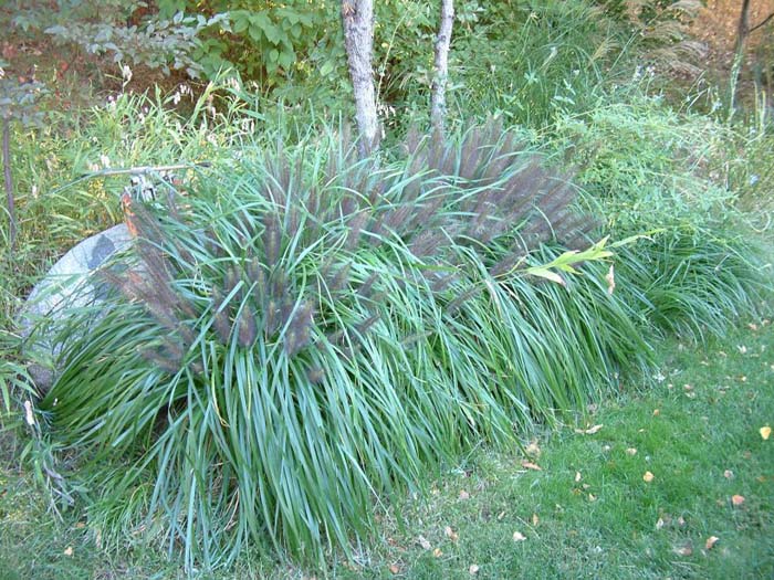 Black Flowering Fountain Grass