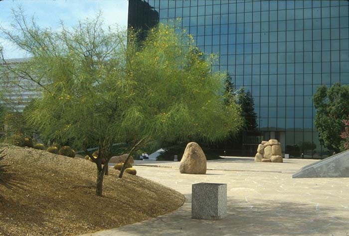 Parkinsonia aculeata